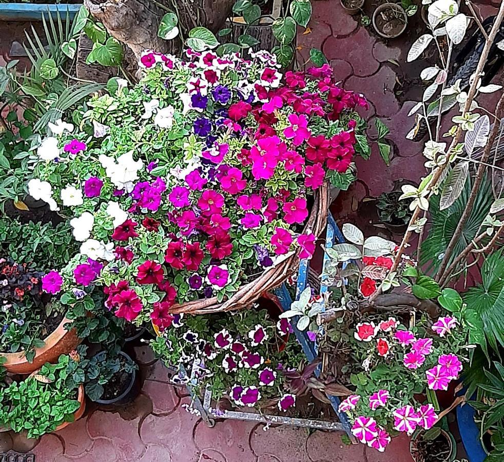 The Coral House Homestay By The Taj Agra  Εξωτερικό φωτογραφία
